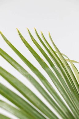 Hørpalme Trachycarpus fortunei med stamme 40-50 125-150 potte Trachycarpus fortunei 125-150 cm