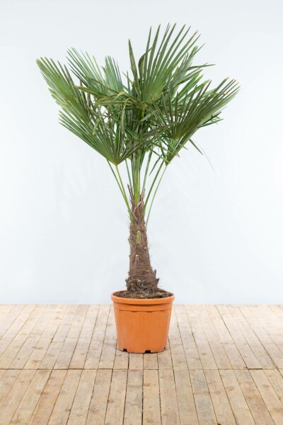 Trachycarpus fortunei 150-175 cm