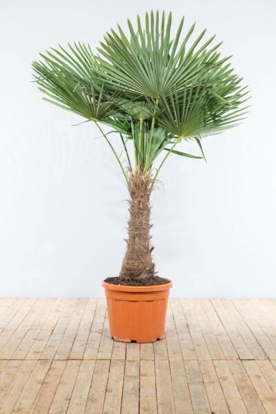 Trachycarpus fortunei 175-200 cm
