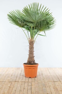 Hørpalme Trachycarpus fortunei med stamme 60-80 175-200 potte