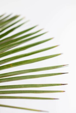 Trachycarpus fortunei 175-200 cm