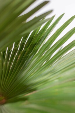 Wagners hørpalme Trachycarpus wagnerianus med stamme 15-20 80-100 potte