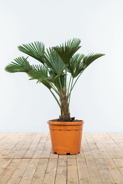 Wagners hørpalme Trachycarpus wagnerianus med stamme 20-30 80-100 potte Trachycarpus wagnerianus 80-100 cm