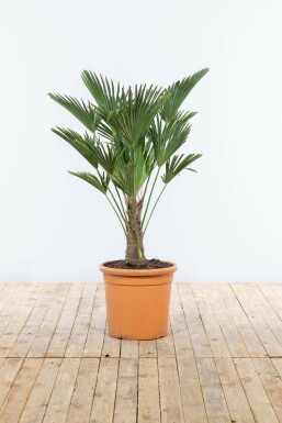 Wagners hørpalme Trachycarpus wagnerianus med stamme 30-40 100-125 potte