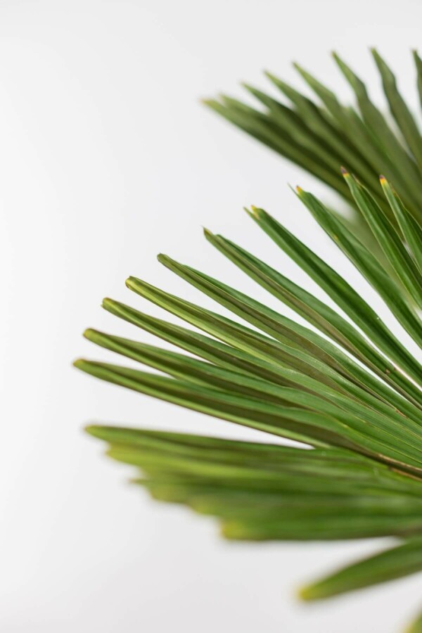 Wagners hørpalme Trachycarpus wagnerianus med stamme 30-40 100-125 potte Trachycarpus wagnerianus 100-125 cm