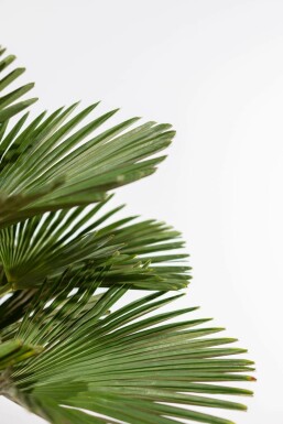 Wagners hørpalme Trachycarpus wagnerianus med stamme 30-40 100-125 potte