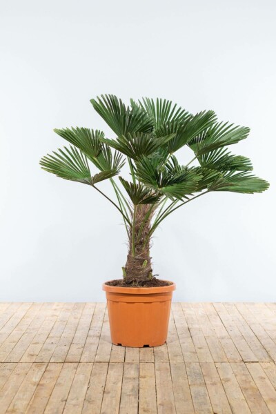 Trachycarpus wagnerianus 100-125 cm