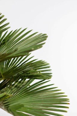 Trachycarpus wagnerianus 175-200 cm
