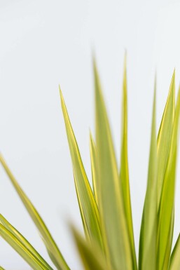 Elefantfod Yucca elephantipes 'Jewel' busk 40-60 potte Yucca elephantipes 'Jewel' 40-60 cm