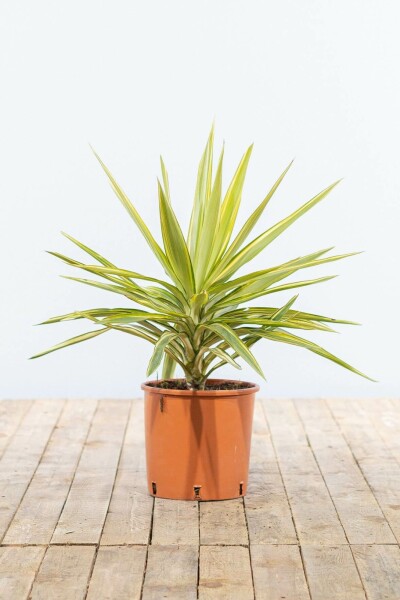 Yucca elephantipes 'Jewel' 60-80 cm