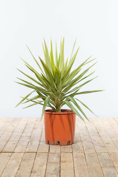 Yucca elephantipes 'Jewel' 80-100 cm