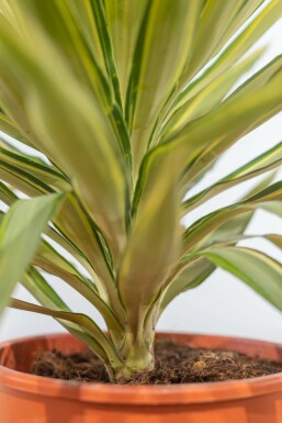 Yucca elephantipes 'Jewel' 80-100 cm