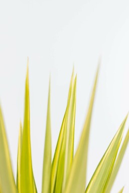 Yucca elephantipes 'Jewel' 80-100 cm