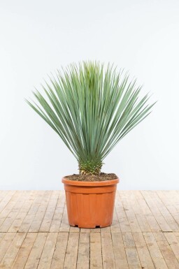 Palmelilje Yucca rostrata med stamme 30-40 125-150 potte