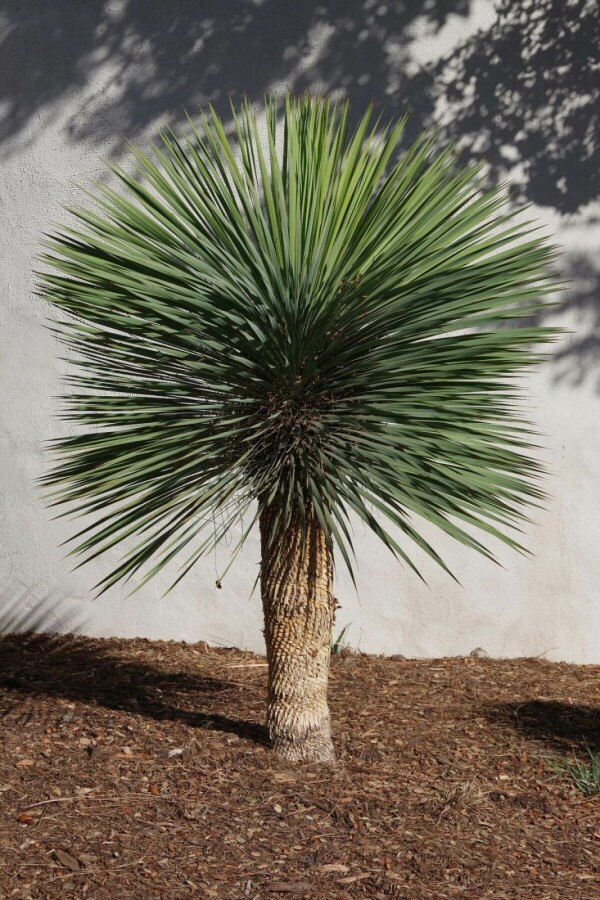 Palmelilje Yucca rostrata med stamme 30-40 125-150 potte Yucca rostrata 125-150 cm