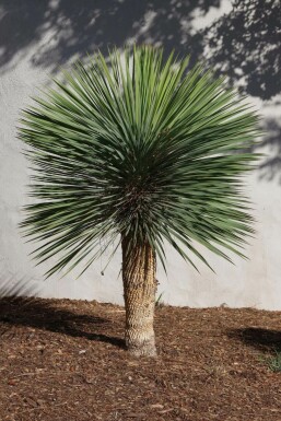Yucca rostrata 150-175 cm