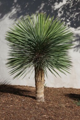 Palmelilje Yucca rostrata med stamme 60-80 150-175 potte