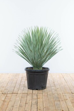 Palmelilje Yucca rostrata busk 100-125 potte