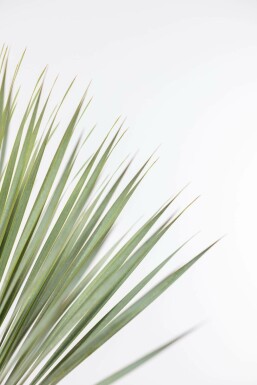 Palmelilje Yucca rostrata busk 100-125 potte