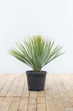 Palmelilje Yucca rostrata busk 40-60 potte