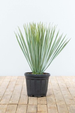 Yucca rostrata 60-80 cm