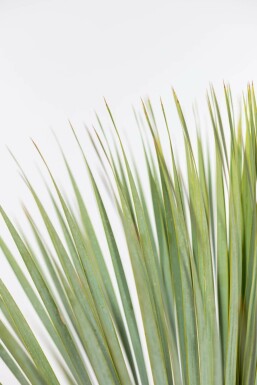 Palmelilje Yucca rostrata busk 60-80 potte