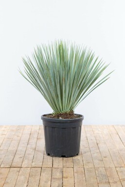 Yucca rostrata 80-100 cm