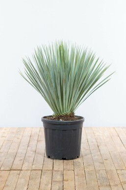 Palmelilje Yucca rostrata busk 80-100 potte