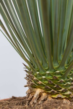 Yucca rostrata 80-100 cm