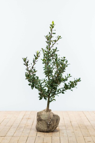 Ilex aquifolium 60-80 cm