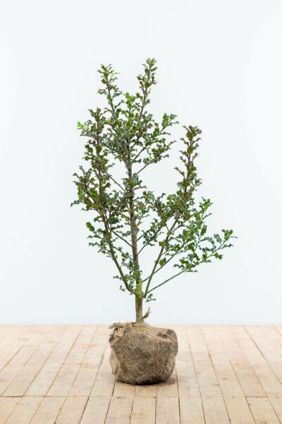 Ilex aquifolium 80-100 cm