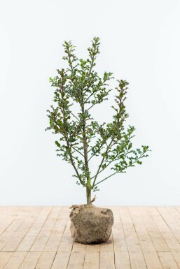 Almindelig kristtorn Ilex aquifolium hæk 80-100 rodklump Ilex aquifolium 80-100 cm