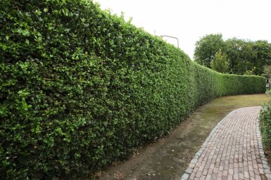 Ilex aquifolium 80-100 cm
