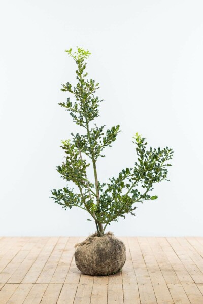 Ilex aquifolium 100-125 cm