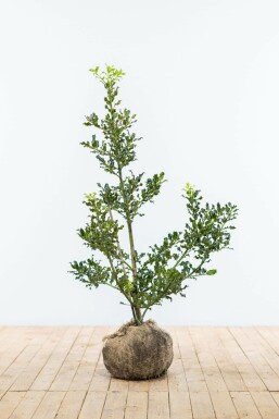 Ilex aquifolium 100-125 cm