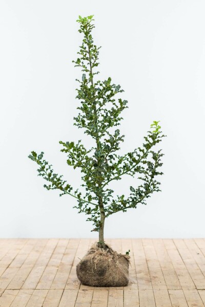 Ilex aquifolium 125-150 cm