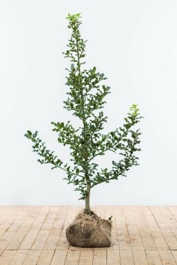 Ilex aquifolium 125-150 cm