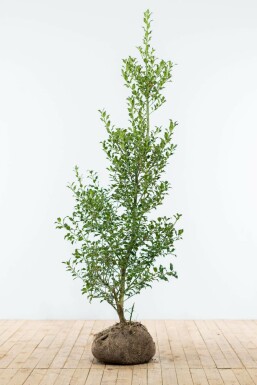 Ilex aquifolium 150-175 cm