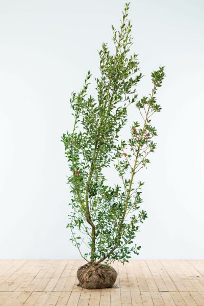 Ilex aquifolium 175-200 cm