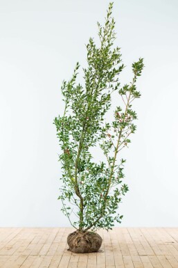 Almindelig kristtorn Ilex aquifolium hæk 175-200 rodklump