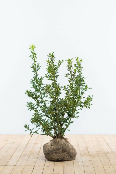 Ilex aquifolium 'Alaska' 60-80 cm