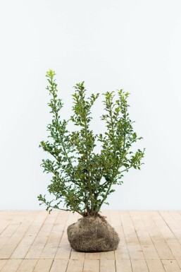 Almindelig kristtorn Ilex aquifolium 'Alaska' hæk 60-80 rodklump Ilex aquifolium 'Alaska' 60-80 cm