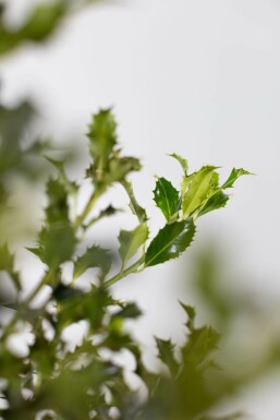 Almindelig kristtorn Ilex aquifolium 'Alaska' hæk 60-80 rodklump