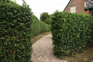Ilex aquifolium 'Alaska' 60-80 cm
