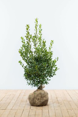 Ilex aquifolium 'Alaska' 80-100 cm