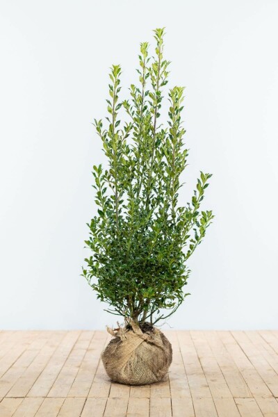 Ilex aquifolium 'Alaska' 100-125 cm