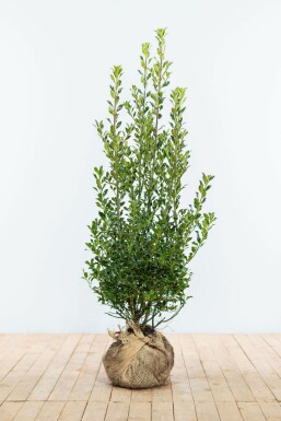 Ilex aquifolium 'Alaska' 100-125 cm