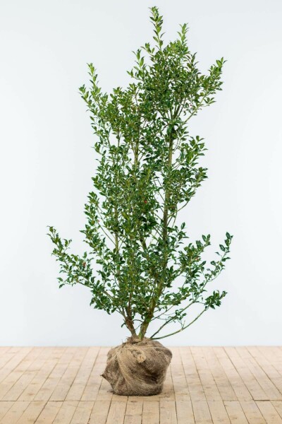 Ilex aquifolium 'Alaska' 125-150 cm