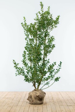 Almindelig kristtorn Ilex aquifolium 'Alaska' hæk 125-150 rodklump Ilex aquifolium 'Alaska' 125-150 cm