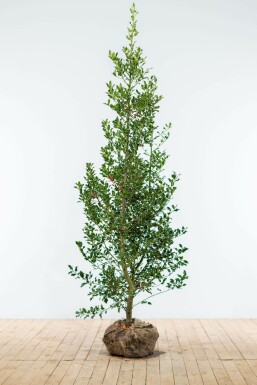 Ilex aquifolium 'Alaska' 150-175 cm